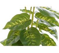 PLANTA PVC PP 20X20X30 DIEFEMBAQUIA VERDE_AlexandreHouse