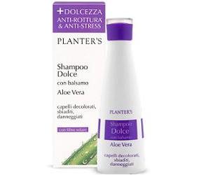 PLANTERS SH DOLCE ALOE VERA
