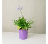 Plantì AGAPANTHUS 'PITCHOUNE BLUE'. Pianta perenne da esterno, vaso da 19 cm. Piante vere per giardino e terrazzo con fiori blu intensi e fogliame verde lussureggiante. 6 mesi di concimazione inclusi.