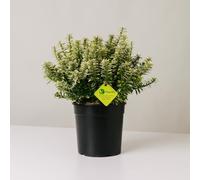 Plantì EUONYMUS JAPONICUS MICROPHYLLUS Arbusto sempreverde da esterno, vaso da 19 cm. Piante vere per giardino e terrazzo con foglie bianche bordate. 6 mesi di concimazione inclusi (Albo).