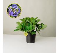 Plantì HYDRANGEA MACROPHYLLA. Ortensia da giardino, vaso da 19 cm. Piante vere per esterno con fiori blu vivaci e fogliame verde lussureggiante. 6 mesi di concimazione inclusi (Blu)