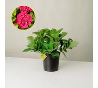 Plantì HYDRANGEA MACROPHYLLA (ROSSO-ROSA). Ortensia da giardino, vaso da 19 cm. Piante vere per esterno con fiori rosso-rosa vibranti e fogliame verde lussureggiante. 6 mesi di concimazione inclusi.
