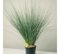 Plantì JUNCUS EFFUSUS Pianta acquatica per esterno, vaso da 19 cm. Piante vere per giardini e bordi d'acqua con foglie bluastre e forme eleganti. 6 mesi di concimazione inclusi.