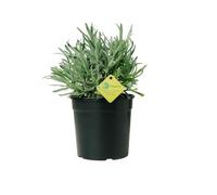 Plantì LAVANDA, Lavanda Piante vere da esterno ideale per decorare terrazzo esterno o giardino, Piante da terrazzo con fiori profumati Diametro vaso 19 cm (Argento)
