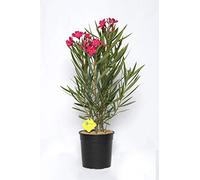 Plantì NERIUM OLEANDER, Oleandro Piante vere da esterno usato per decorare ambienti urbani, Piante da siepe sempreverde con foglie lucide e coriacee Diametro vaso 19 cm (Ciclamino intenso)