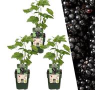Plants by Frank | 3 piante di mora | 100% piante da frutto biologiche | More | Piante da giardino | Piante resistenti per il giardino