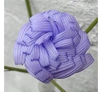 PLAT FIRM: 100 + / Semi Annu