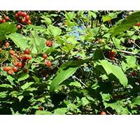 PLAT FIRM: 15 Cran Seeds - um TRILOBUM Wentworth
