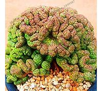 PLAT FIRM: 2: Nuovo Bella Steno Bl obesa Bonsai Tenacious Vitity, 100pcs facile da coltivare 2 (Seeds SOLO)
