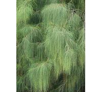 PLAT FIRM: | | bella | 50 + Seeds