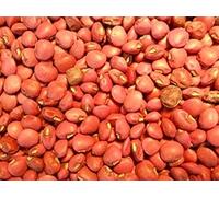 PLAT FIRM Germinazione dei semi: 100 - Semi: . Red Ripper Cowpeas - Una buona tavola pisello aromatizzato con 12 - 14 in cialde !!! mmmm