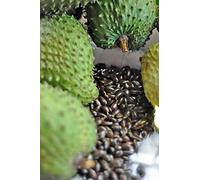 PLAT FIRM Germinazione dei semi: 11 Soursop Guyabano Semi