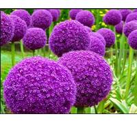 PLAT FIRM Germinazione dei semi: 200 Giant Allium Globemaster Semi Allium Giganteum cipolla biologica