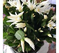 PLAT FIRM Germinazione dei Semi: 3 Nizza Talee Pasqua Cactus Colore Bianco (No Root) 2 segmenti Ogni Taglio