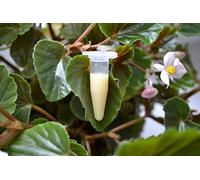 PLAT FIRM Germinazione dei Semi: 5: Orchidea Keiki Pasta, citochinina, ormone della Crescita, Phalaenopsis, ?????