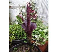 PLAT FIRM Germinazione dei semi: Amorphophallus rivieri var Konjac LAMPADINA VOODOO GIGLIO Amorphophallus 34-43 grammi