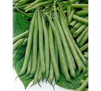 PLAT FIRM Germinazione dei Semi: i Semi Sporco Giardiniere Biologico Slenderette Bush Bean, 100 + Semi
