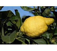 PLAT FIRM Germinazione dei semi: Lemon Tree semi- Costiera Amalfitana - Sfusato Amalfitano - ORIGINE ITALIANA - 10 Semi