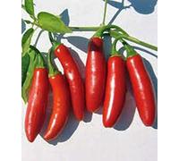 PLAT FIRM Germinazione dei Semi: Pepe Semi, Serrano, Heirloom, Organico, Non OGM, 500 Semi, Peperoncino Chille