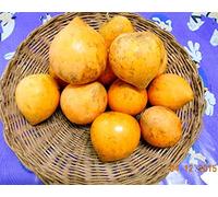 PLAT FIRM Germinazione dei semi: ZIO CHAN * 5 dolce seme EGGFRUIT CHESA CANISTEL TIESA Pouteria Campechia C501
