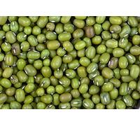 PLAT FIRM SEMI DI GERMINAZIONE: 1010 haricot mungo Samen - Choux - verts micro organisch