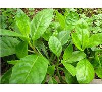 PLAT FIRM SEMI DI GERMINAZIONE: 12 Stecklinge der unbewurzelten Langlebigkeit spinaci (Gynura procumbens)
