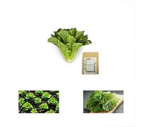 PLAT FIRM Semi di GERMINAZIONE: 1200 Salatsamen Parris Island zum Anpflanzen Nicht-OGM-Bio-Heirloom CADEAUX NEU