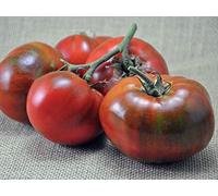 PLAT FIRM SEMI DI GERMINAZIONE: 1250 Samen oder 1/8 OZ: Paul Robeson Tomate, Rare Erbstück, NON-OGM, bistecca Arte, GröÃŸen verkauft Sorte