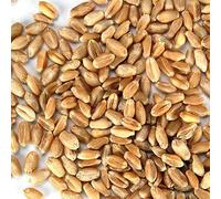 PLAT FIRM Semi di GERMINAZIONE: 16 Unzen: BIO Blanc DUR WEIZEN - Keimsaat, backt MEHL, STOCKAGE des ALIMENTS