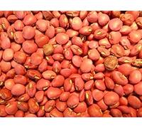 PLAT FIRM Semi di GERMINAZIONE: 200 - Graines: doliques Red Ripper - Eine Gute aromatisierte Tisch mit Erbse 12 bis 14 in den Hülsen !!!. mmmm