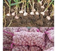 PLAT FIRM Semi di GERMINAZIONE: 200g: 200-1000g Knoblauch Samt führbare Zwiebeln Organisches Pflanz Kochen Zu Gesundes