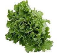 PLAT FIRM SEMI DI GERMINAZIONE: 5 Pound: The Dirty Gardener Erbstück Schwarz gesetzt Simpson Salat