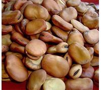 PLAT FIRM SEMI DI GERMINAZIONE: 50 Samen: Bohnen Fava Broad Windsor 25 50 100 200 Bean Samen non OGM 2018 Freies Verschiffen