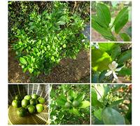 PLAT FIRM SEMI DI GERMINAZIONE: Calamansi Calamondin Lime Graines zwanzig (20) Organisch gewachsen Frei, Schiff fixer!