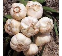 PLAT FIRM Semi di GERMINAZIONE: KNOBLAUCHS 9 Unzen Birne, frische Kalifornische Knoblauchknolle col Souple, PFLANZEN & wachsen