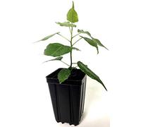 PLAT FIRM SEMI DI GERMINAZIONE: LIVE-Heilig Figuier Samling 8-12 pouces - Ficus religiosa Bodhi, Bo Pre Bonsai