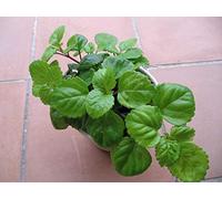 Plectranthus verticillatus 2 Rootless Talee, Nizza Casa Flora Seeds ONLY