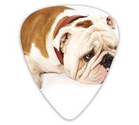 Plettri per chitarra Bulldog inglese Fotografia di Bulldog triste e stanco con campionatore di plettri premium crema marrone 12 confezioni