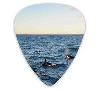 Plettri per chitarra Confezione da 12 Plettri per chitarra universali in ABS, una vera immagine fotografica di quattro orche che arrivano dal mare, per chitarra acustica ed elettrica