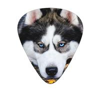 Plettri per chitarra Stupid Husky Dog Confezione da 12 Plettri per chitarra sottili medi pesanti Accessori per chitarra per basso, chitarre con scatola portaoggetti
