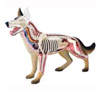 PLKJHGYFD Modello anatomico del Cane con biologia Staccabile, 29 Parti for dimostrazioni didattiche sugli Animali e Formazione veterinaria 4D