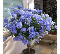 plomo - semi resistenti decorazione di balconi resistenti per esterni giardino rocce semi prati giardino estate rampicanti Plomo 15pez