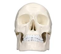 plplaaoo Simulazione 1:1 Modello di cranio di testa umana Modello anatomico di cranio in PVC rimovibile per corso di apprendimento di anatomia per studenti di medicina