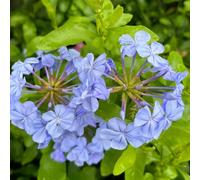 plumbago - a crescita piombo giardino, balcone Decorazioni giardino per esterni balcone in vaso 500semi