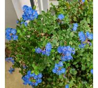 Plumbago auriculata - giardino biologici per esterno rampicanti Aiuole rialzate per il giardino arredamento del soggiorno decorative 250semi
