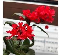 Plumbago auriculata ornamentali balcone ufficio rampicante interno giardino 2piante