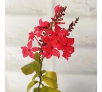 Plumbago auriculata primavera balcone serra selvaggi tagliati interni riverdimento tetti bonsái semi 120pcs