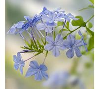 Plumbago auriculata primavera reale estate resistente per giardini rocce giardino interno bonsái interni semi 200pcs