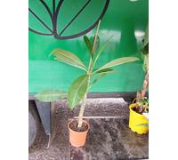 Plumeria una pianta giovane.