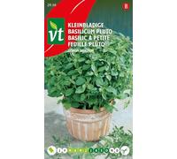 Pluto Piccolo Basilico a Foglia - Basilico nano con fogliame fine, molto aromatico Semi